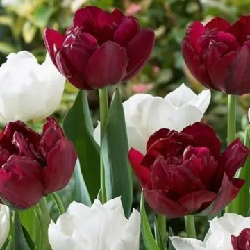 Tulip ‘Double Finesse’ Mix - Pack of 25 Bulbs
