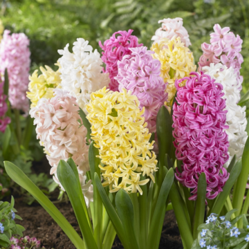 Designer Collection: Sweet Candy Pastel Mixed Hyacinths - Pack of 8 Bulbs