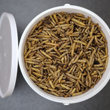 Crunchy Calci Worms - Calcium rich Insect feed for Wild Birds - 1 litre Tub