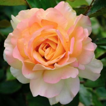 Rose Augusta Louise