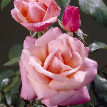 Rose 'Silver Jubilee'