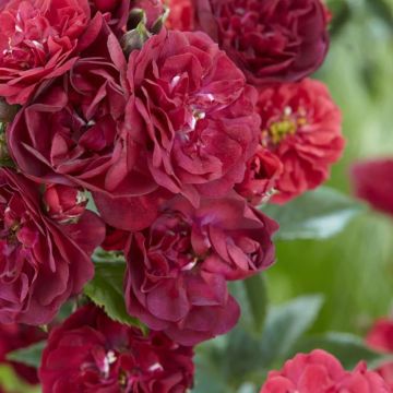 Rose Red the Fairy - Fairy King Floribunda Ground cover Rose