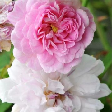 Rose Pauls Himalayan Musk - Climbing Rose