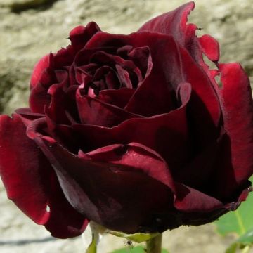 Rose Guinee - Climbing Rose