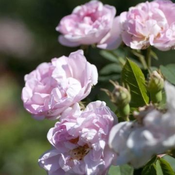 Rose 'Maidens Blush' - Shrub Rose