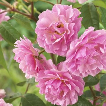 Rose Cornelia - Shrub Rose