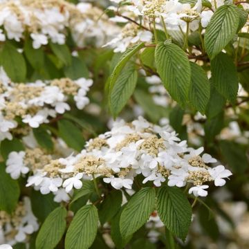 Viburnum plicatum St Keverne