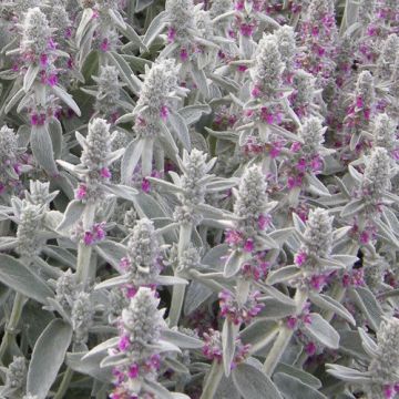 Stachys byzantina Silver Carpet - Lambs Ears