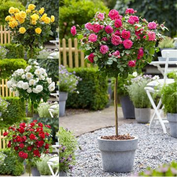 Pair of Patio Standard Rose Trees - Lucky Dip of Colour!
