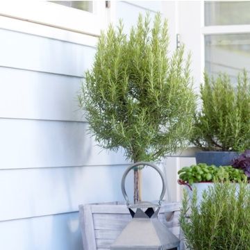 Rosmarinus officinalis - Standard Rosemary Patio Tree