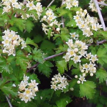 Stephanandra incisa crispa