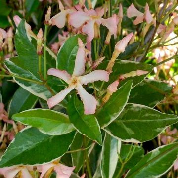 Fragrant Trachelospermum Star of Milano - Blush Pink Blooms over Silvery Foliage