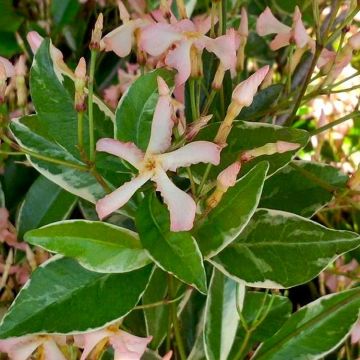 Fragrant Trachelospermum Star of Milano - Large Specimen Climber - circa 200-240cm