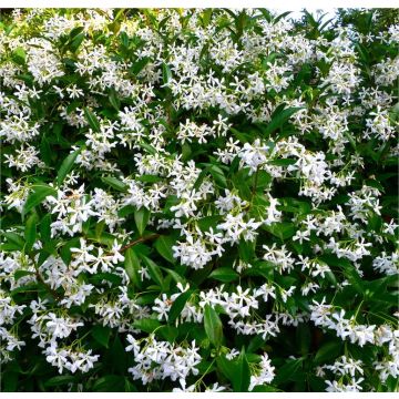 Star Jasmine - Fragrant Evergreen Trachelospermum Climber - 80-100cms