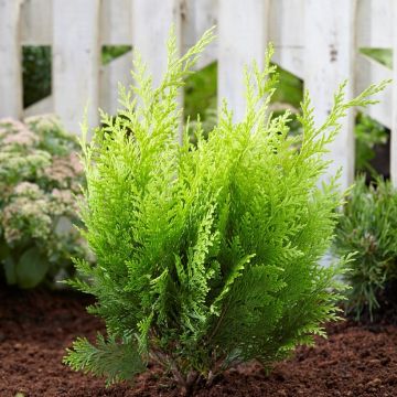 Chamaecyparis lawsoniana Stardust