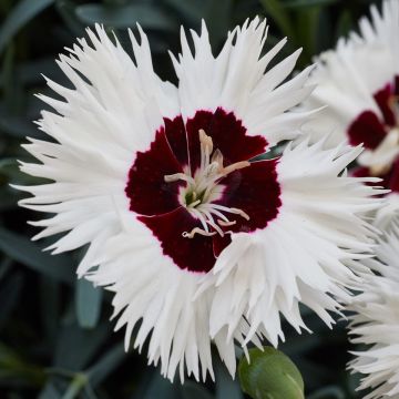 Dianthus Stargazer