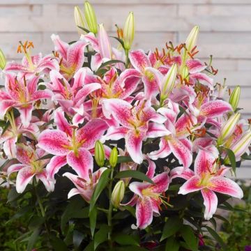 Stargazer Lily - Oriental Lily Pack of TEN Lilium Bulbs