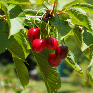 Cherry Tree - Stella Bush (Colt)