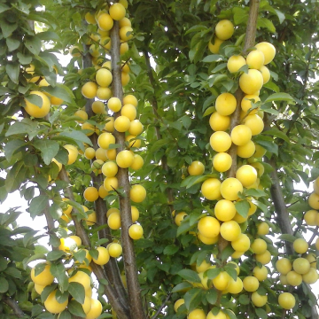 Gage Tree - Stella's Star® Bush (VVA-1)