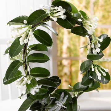Fragrant Stephanotis floribunda - Madagascar Jasmine in White Pot