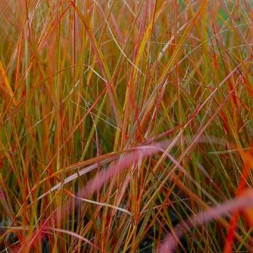 Anemanthele lessoniana Sirocco - Pheasant's Tail Grass - Stipa arundinacea