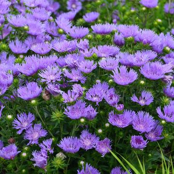 Stokesia laevis 'Mel's Blue' - Blue Stokes Aster