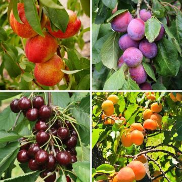 SPECIAL DEAL - The Best Stone Fruit Trees Collection - Pack of FOUR - Peach, Plum, Apricot & Cherry