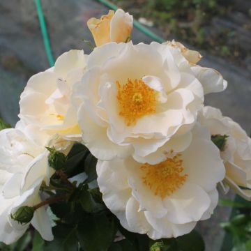 Rose 'Story Teller' - Floribunda Rose