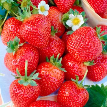 Strawberry - Albion - Pack of SIX Plants