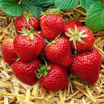 Strawberry Elsanta - Pack of SIX Plants