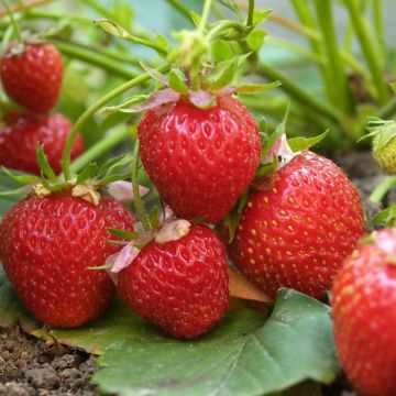 Strawberry Florence