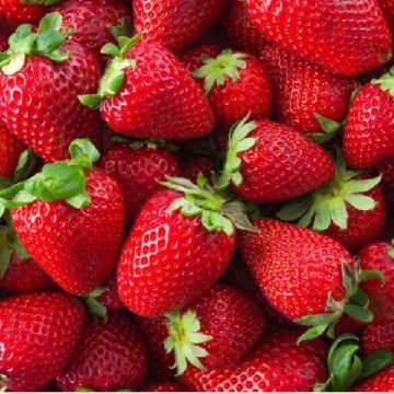 Strawberry Plant 'Fresca' Strawberry Plant 'Fresca'