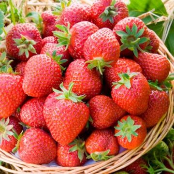Strawberry - Honeoye - Pack of SIX Plants