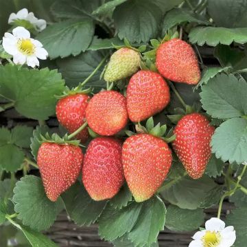 Strawberry Loran