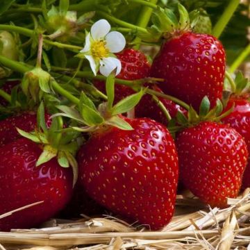 Strawberry Ostara - Pack of SIX Plants