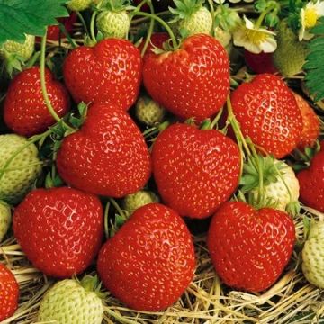 Strawberry 'Red Gauntlet' - Grow Your Own Strawberries