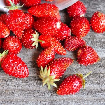 Alpine Strawberry - Rujana - Pack of TEN