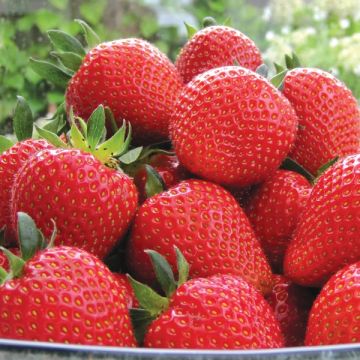 Strawberry 'Sweetheart' - Grow Your Own Strawberries