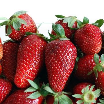 Strawberry Tarpan