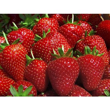 Strawberry 'Toscana' - Grow Your Own Strawberries