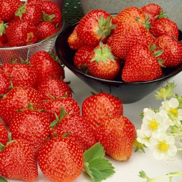 Strawberry Cambridge Favourite - Mega-Plant - Strawberry