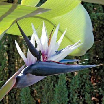 RARE - Strelitzia nicolai - Young White Bird of Paradise Plant