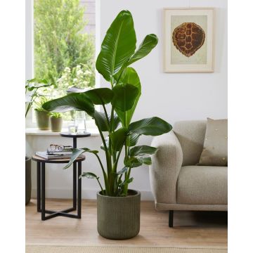 Large Strelitzia Reginae - Bird of Paradise Plant 120cm