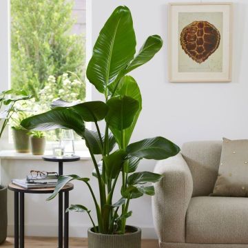 RARE - Strelitzia nicolai - LARGE White Bird of Paradise Plant 130-150cm