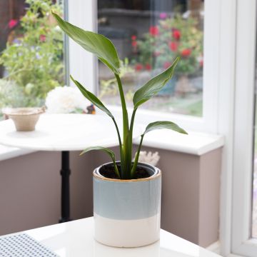 RARE - Strelitzia nicolai - White Bird of Paradise Plant 40-60cm tall