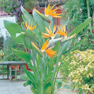 Large Strelitzia reginae - Bird of Paradise Plant in Bud 120cm