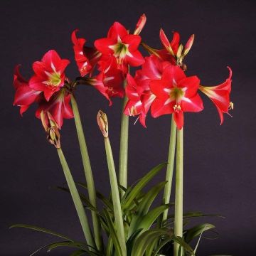  Amaryllis Striped Garden - Hippeastrum Bulb