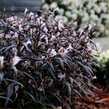 Strobilanthes anisophyllus Brunetti - Persian Shield Plant