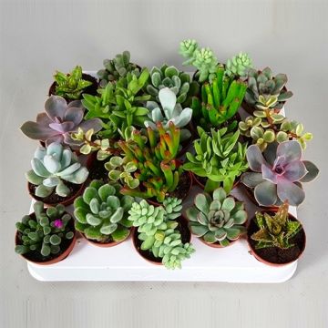 BLACK FRIDAY DEAL - Succulent Plant Collection - FIVE Contemporary Trendy Plants