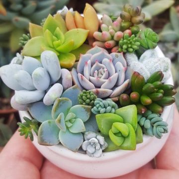 Succulent Plant Collection - FOUR Contemporary Trendy Plants